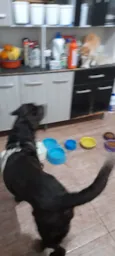 Pepo