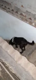 Pepo
