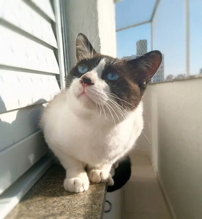 Gato raça srd idade 3 anos nome Maverick