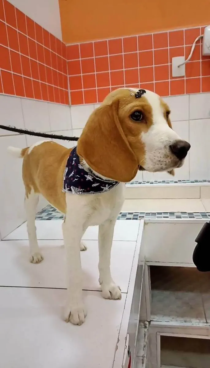 Cachorro ra a Beagle idade 7 a 11 meses nome Barthor