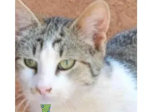 Gato raça Mestiço  idade 2 a 6 meses nome Tom 