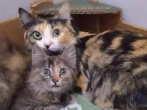 Gato raça srd idade 1 ano nome Maria Rita e Elise