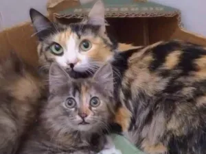 Gato raça srd idade 1 ano nome Maria Rita e Elise