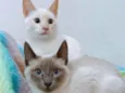 Plinio e DG