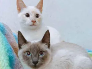 Gato raça srd idade 2 a 6 meses nome Plinio e DG