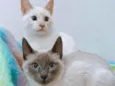 Plinio e DG