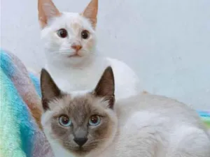 Gato raça srd idade 2 a 6 meses nome Plinio e DG