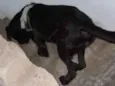 Pepo