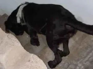 Cachorro raça Labrador idade 2 a 6 meses nome Pepo