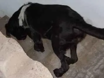 Cachorro ra a Labrador idade 2 a 6 meses nome Pepo
