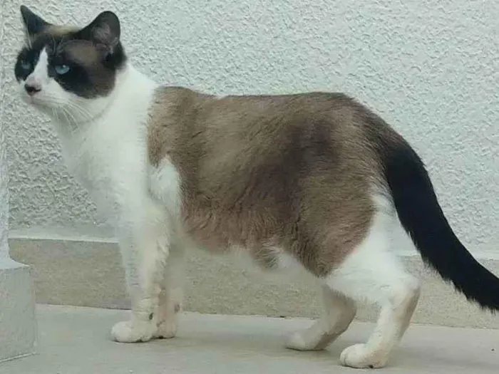 Gato ra a srd idade 3 anos nome Maverick