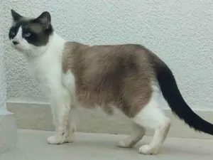 Gato raça srd idade 3 anos nome Maverick