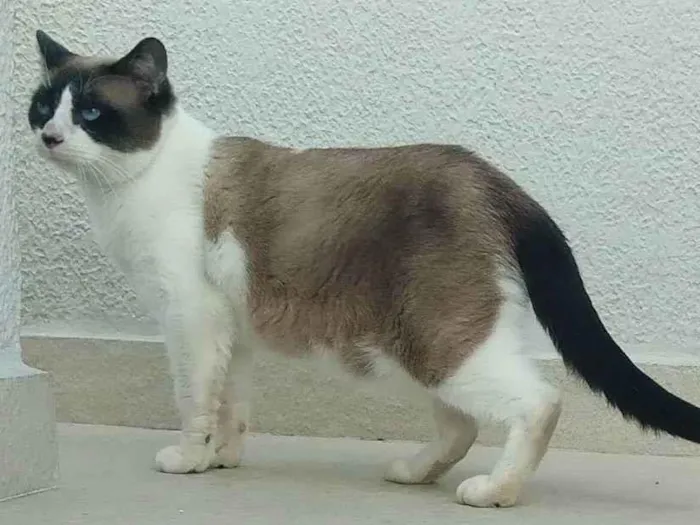 Gato raça srd idade 3 anos nome Maverick