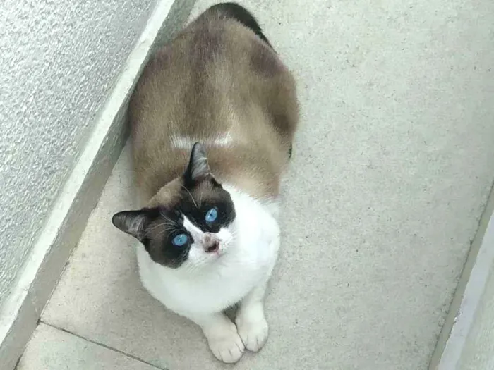 Gato raça srd idade 3 anos nome Maverick