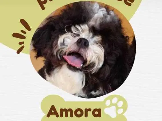 Cachorro ra a Chitz  idade 3 anos nome Amora