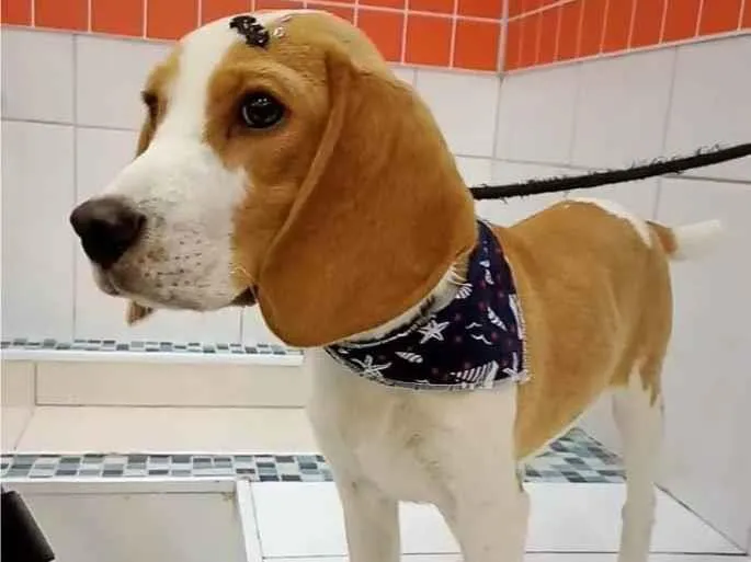 Cachorro ra a Beagle idade 7 a 11 meses nome Barthor