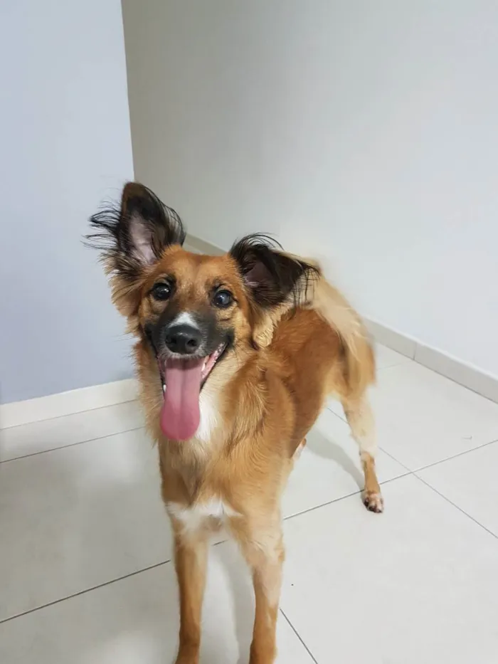 Cachorro ra a Sem Raça definida  idade 5 anos nome Bolinho