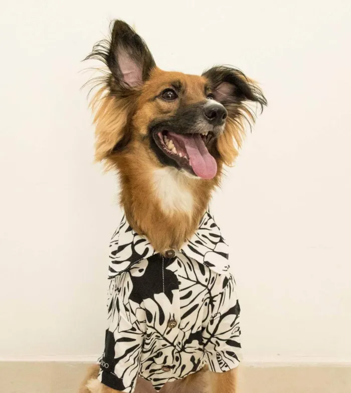 Cachorro ra a Sem Raça definida  idade 5 anos nome Bolinho