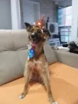 Bolinho