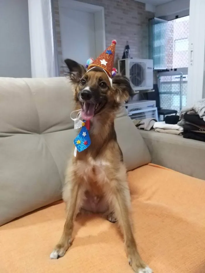 Cachorro ra a Sem Raça definida  idade 5 anos nome Bolinho