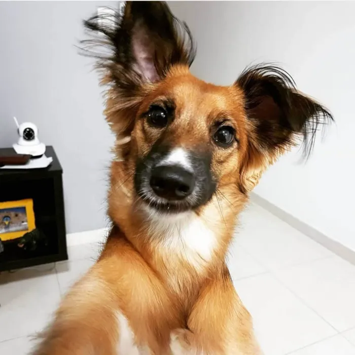 Cachorro ra a Sem Raça definida  idade 5 anos nome Bolinho