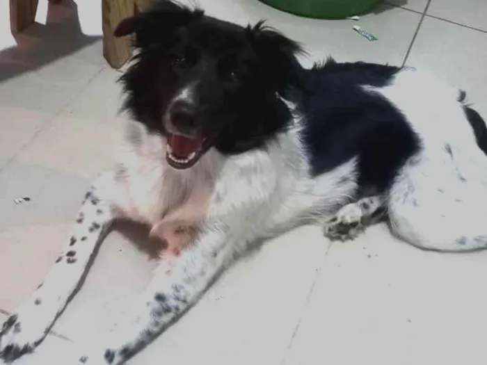 Cachorro ra a Border Collie idade 1 ano nome Gamora