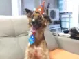 Bolinho
