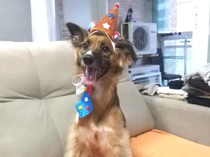 Cachorro ra a Sem Raça definida  idade 5 anos nome Bolinho