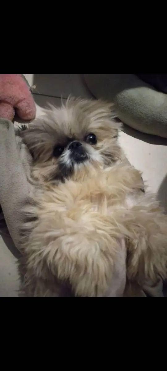 Cachorro ra a Shih - Tzu idade 1 ano nome Repolinho