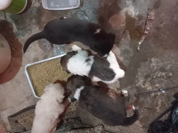 Cachorro ra a Vira latas idade Abaixo de 2 meses nome São bebes