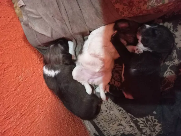 Cachorro ra a Vira latas idade Abaixo de 2 meses nome São bebes