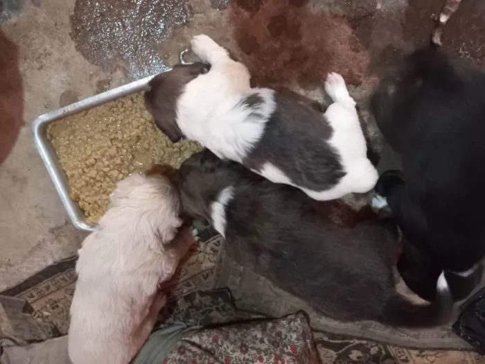 Cachorro ra a Vira latas idade Abaixo de 2 meses nome São bebes