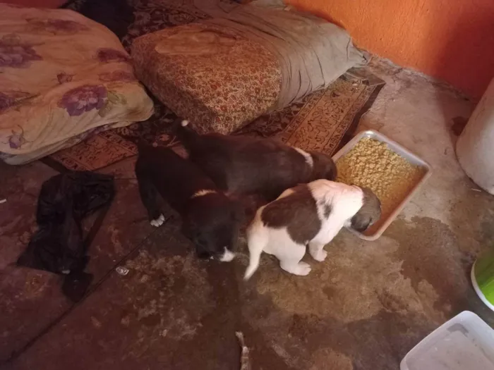 Cachorro ra a Vira latas idade Abaixo de 2 meses nome São bebes