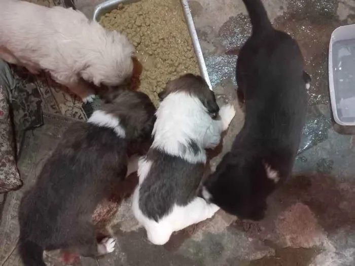 Cachorro ra a Vira latas idade Abaixo de 2 meses nome São bebes