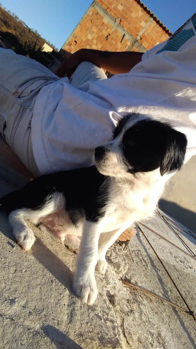 Cachorro ra a Sithuz com podlle idade 2 a 6 meses nome Neguinho