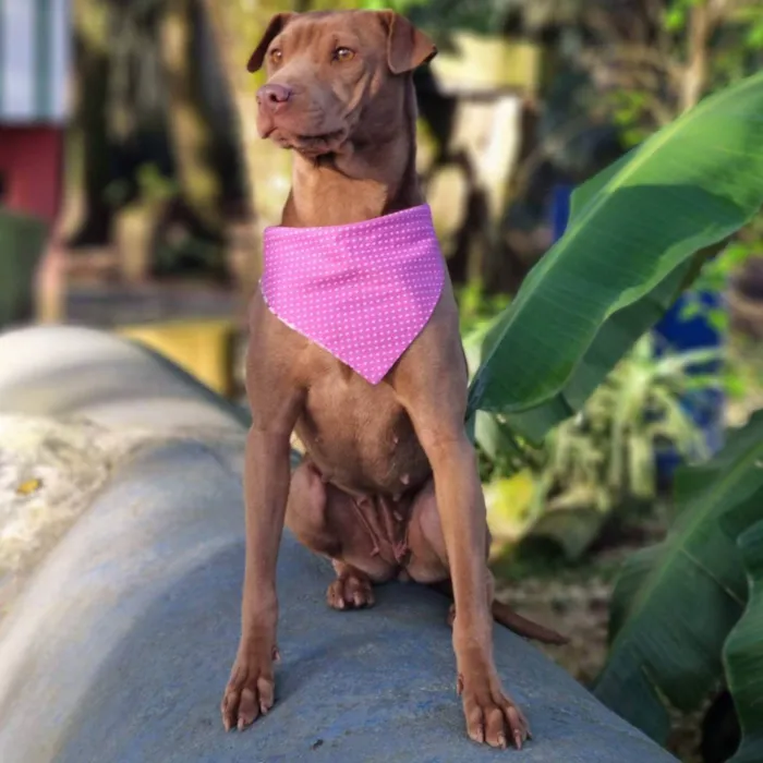 Cachorro ra a SRD idade 2 anos nome MALIA