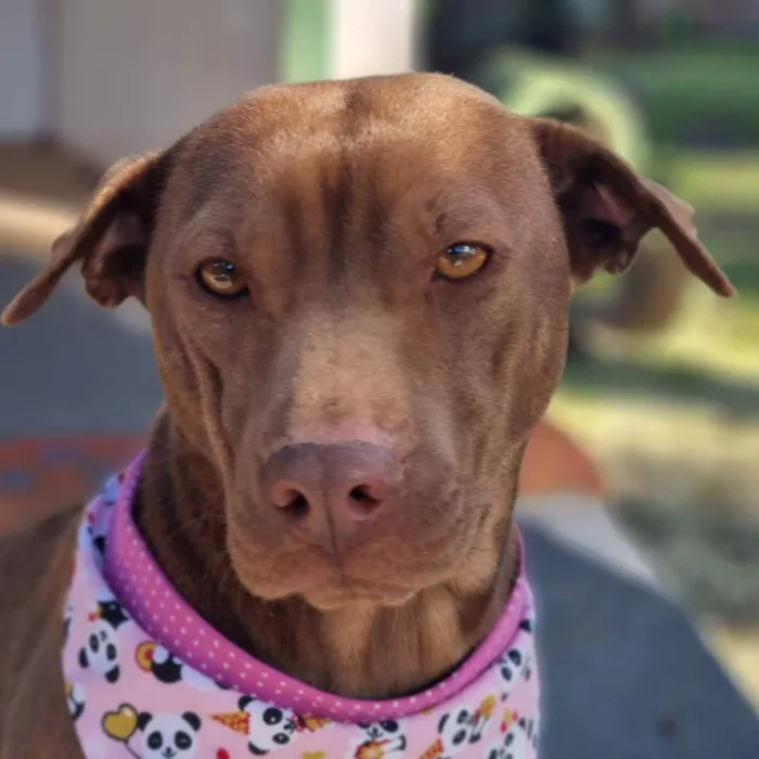 Cachorro ra a SRD idade 2 anos nome MALIA