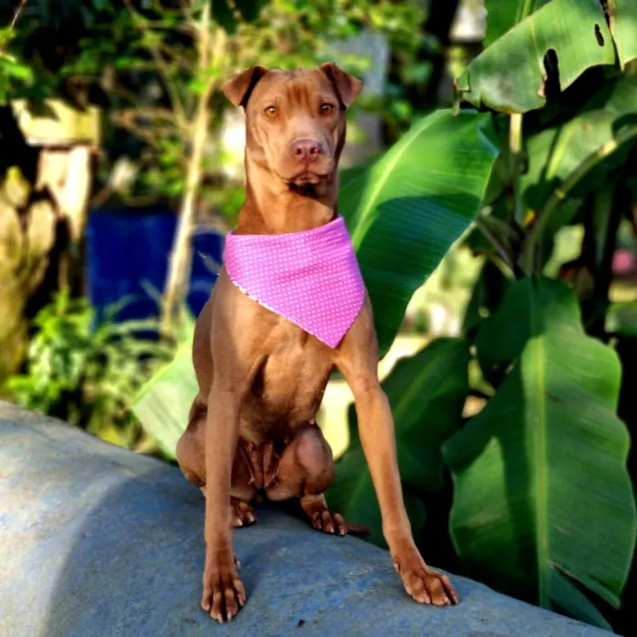 Cachorro ra a SRD idade 2 anos nome MALIA