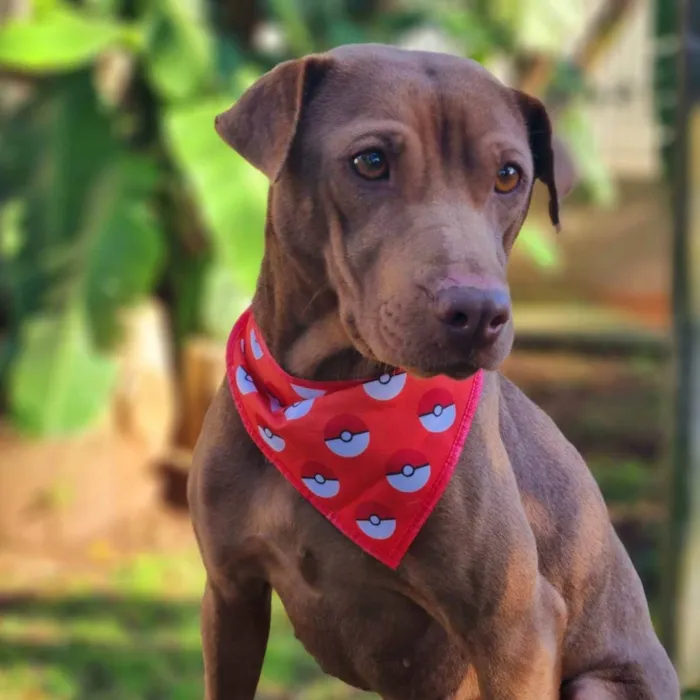 Cachorro ra a SRD idade 2 anos nome MALIA