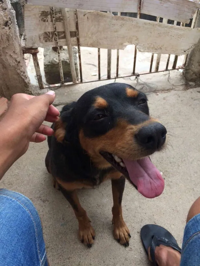 Cachorro ra a Virá-lata  idade 2 a 6 meses nome Atena