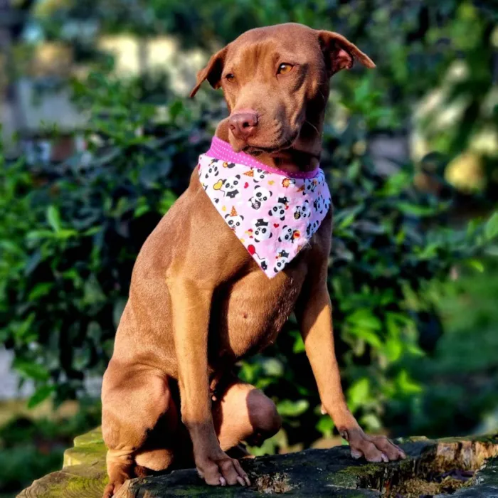 Cachorro ra a SRD idade 2 anos nome MALIA