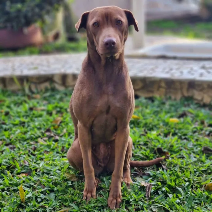 Cachorro ra a SRD idade 2 anos nome MALIA