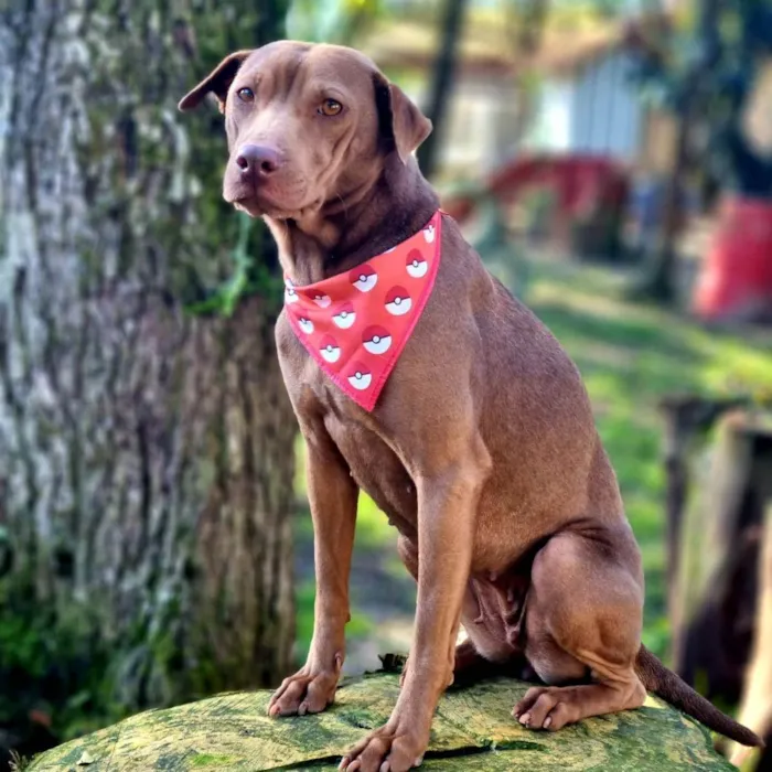 Cachorro ra a SRD idade 2 anos nome MALIA