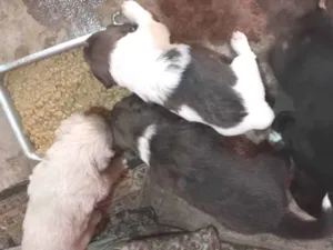 Cachorro raça Vira latas idade Abaixo de 2 meses nome São bebes