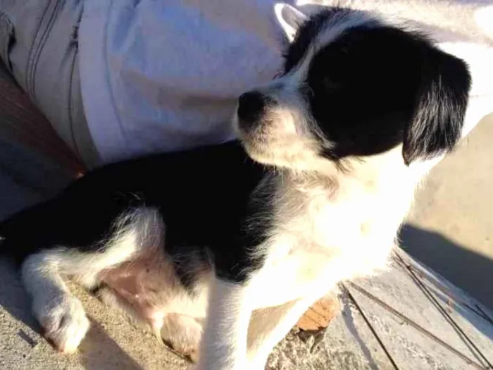 Cachorro ra a Sithuz com podlle idade 2 a 6 meses nome Neguinho