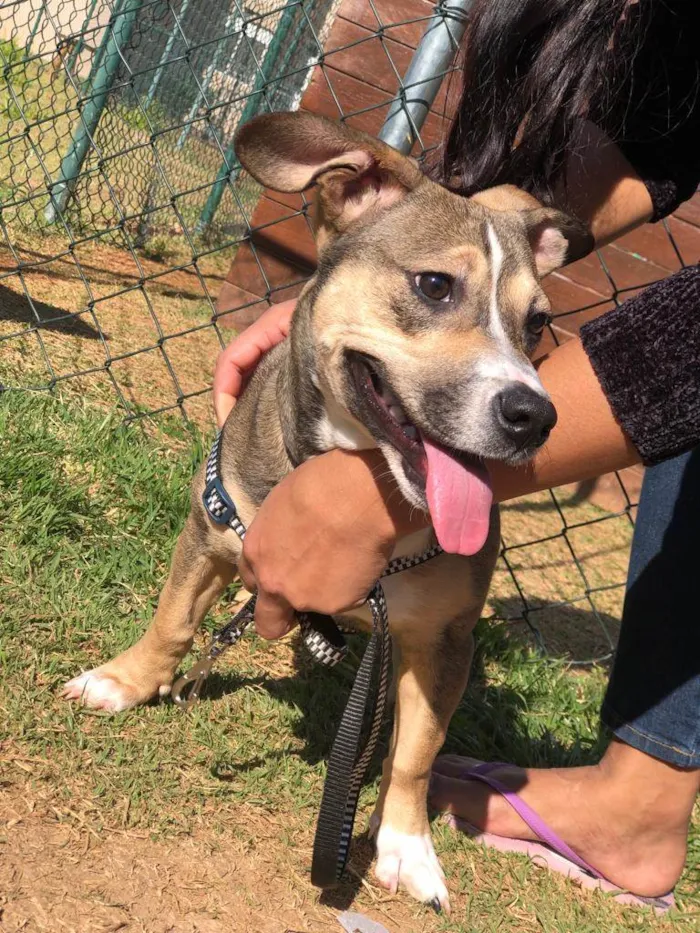 Cachorro ra a Vila lata com Pit Bull  idade 7 a 11 meses nome Bob