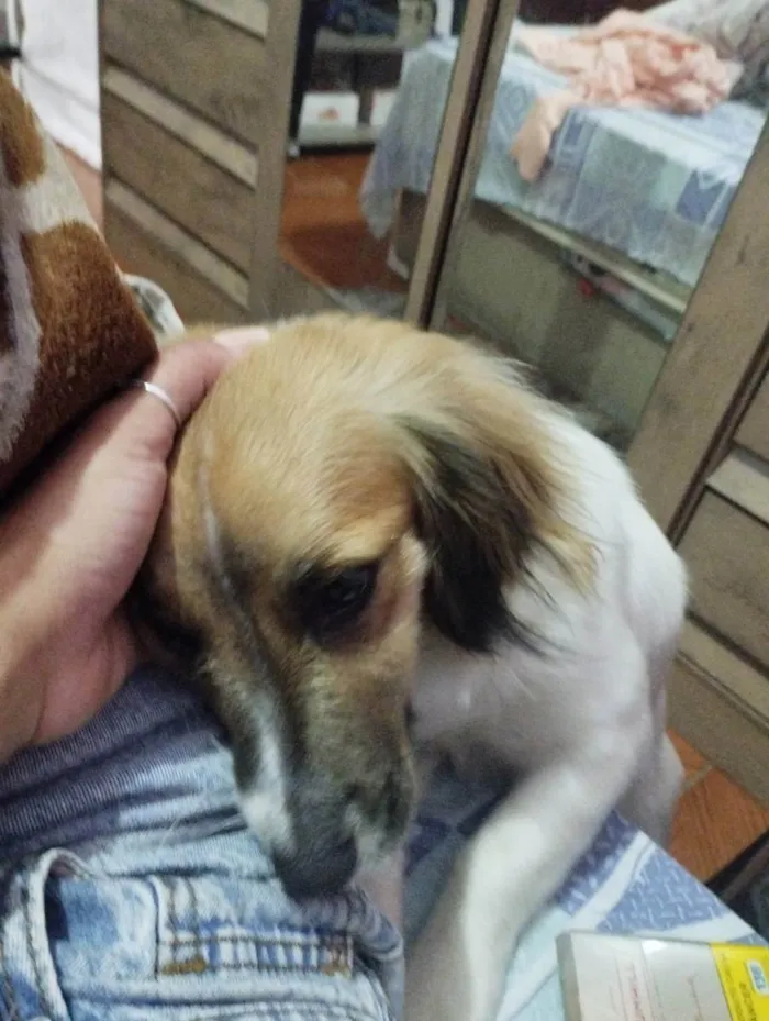 Cachorro ra a Vira lata  idade 7 a 11 meses nome Cacau