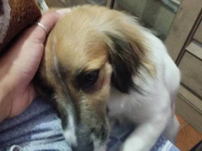 Cachorro ra a Vira lata  idade 7 a 11 meses nome Cacau