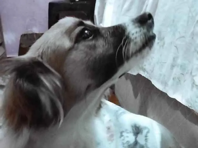 Cachorro ra a Vira lata  idade 7 a 11 meses nome Cacau