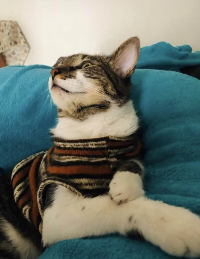 Gato ra a SRD idade 4 anos nome Tom
